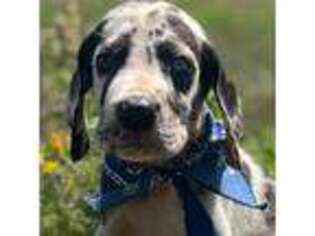 Great Dane Puppy for sale in Dodge, TX, USA