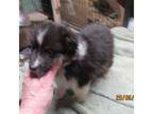 Shetland Sheepdog Puppy for sale in Bainbridge, NY, USA