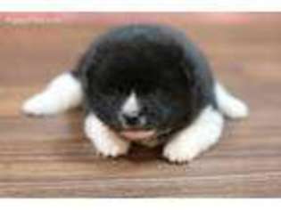 View Ad Shiba Inu Puppy For Sale Iowa Rock Valley Usa