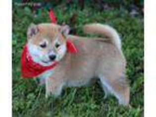 Shiba Inu Puppy for sale in Dunnville, KY, USA