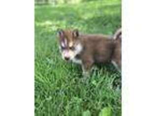 Siberian Husky Puppy for sale in Norwood, MO, USA