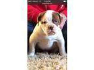 American Bulldog Puppy for sale in MANHATTAN, KS, USA