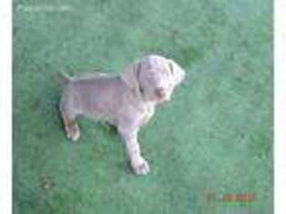 Weimaraner Puppy for sale in Oroville, CA, USA