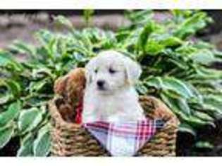 Goldendoodle Puppy for sale in Winesburg, OH, USA