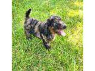 Mutt Puppy for sale in Guthrie, KY, USA