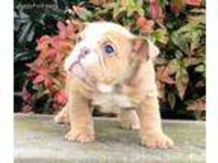 Bulldog Puppy for sale in Pisgah, AL, USA