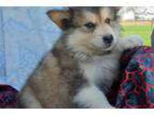 Alaskan Malamute Puppy for sale in Fort Wayne, IN, USA