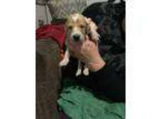Saluki Puppy for sale in Midwest City, OK, USA