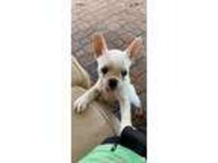 French Bulldog Puppy for sale in Simi Valley, CA, USA