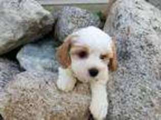 Cavachon Puppy for sale in Pillager, MN, USA