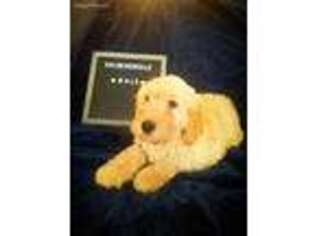 Goldendoodle Puppy for sale in Mount Ayr, IA, USA
