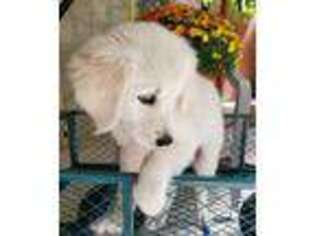 Golden Retriever Puppy for sale in Oscoda, MI, USA