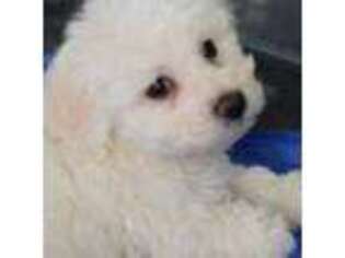 Bichon Frise Puppy for sale in Jacksonville, FL, USA