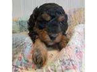 Mutt Puppy for sale in Waxhaw, NC, USA