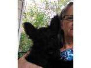 Scottish Terrier Puppy for sale in Hampton, KY, USA