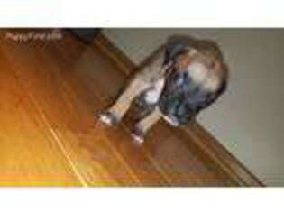 Boxer Puppy for sale in Columbus, OH, USA