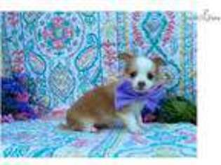 Chihuahua Puppy for sale in Lancaster, PA, USA