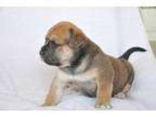 Mutt Puppy for sale in Simi Valley, CA, USA