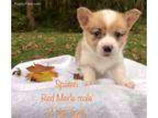 Pembroke Welsh Corgi Puppy for sale in Waterbury, CT, USA