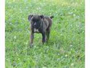 Boxer Puppy for sale in Livingston, TN, USA