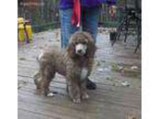 Mutt Puppy for sale in Jonesville, MI, USA