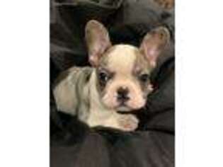 French Bulldog Puppy for sale in Windsor, MO, USA