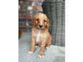 Goldendoodle Puppy for sale in Fort Walton Beach, FL, USA