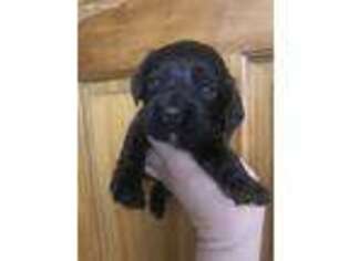 Cocker Spaniel Puppy for sale in Holton, IN, USA