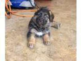 German Shepherd Dog Puppy for sale in Edinburg, TX, USA