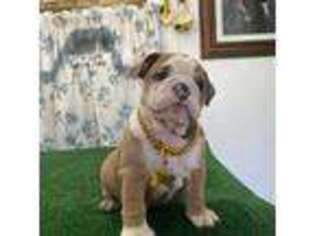 Bulldog Puppy for sale in Bell Gardens, CA, USA