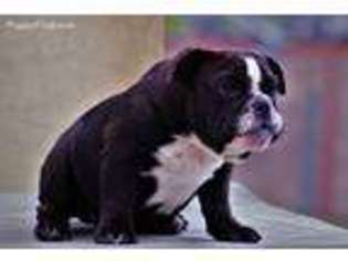 Bulldog Puppy for sale in Grand Prairie, TX, USA