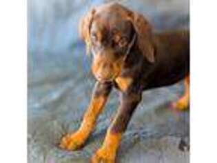 Doberman Pinscher Puppy for sale in Pueblo West, CO, USA
