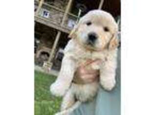 Mutt Puppy for sale in Normandy, TN, USA
