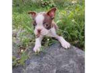 Boston Terrier Puppy for sale in Linden, MI, USA