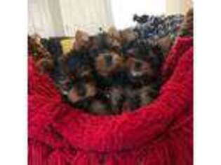 Yorkshire Terrier Puppy for sale in Charlotte, NC, USA