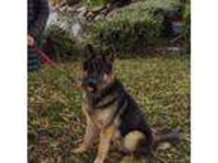 German Shepherd Dog Puppy for sale in Sonoma, CA, USA
