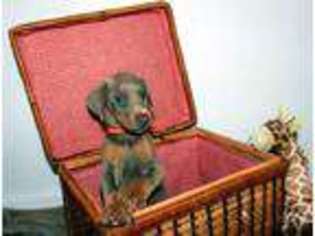 Doberman Pinscher Puppy for sale in Montpelier, IN, USA