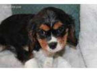 Cavalier King Charles Spaniel Puppy for sale in Mifflintown, PA, USA