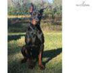 Doberman Pinscher Puppy for sale in Albany, GA, USA