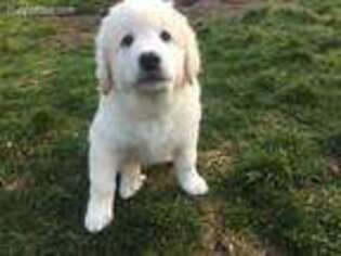 Great Pyrenees Puppy for sale in Poulsbo, WA, USA
