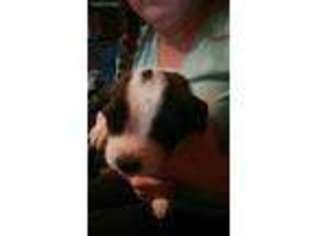 Saint Bernard Puppy for sale in Mayetta, KS, USA