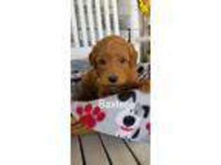 Goldendoodle Puppy for sale in Amboy, IN, USA