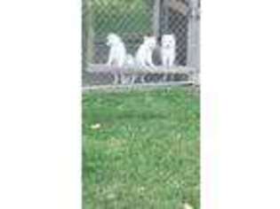 American Eskimo Dog Puppy for sale in Richmond, OH, USA