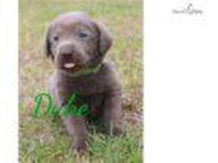 Labrador Retriever Puppy for sale in Hinesville, GA, USA