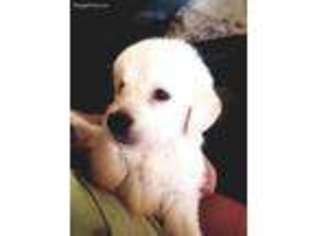 Golden Retriever Puppy for sale in Hoodsport, WA, USA