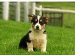 Pembroke Welsh Corgi Puppy for sale in Fredericksburg, OH, USA