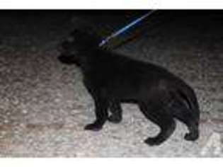 German Shepherd Dog Puppy for sale in WOODRUFF, SC, USA