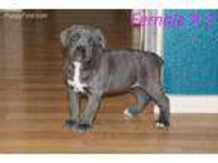Cane Corso Puppy for sale in Cottage Grove, OR, USA