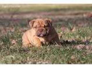 Bulldog Puppy for sale in Stockton, MO, USA