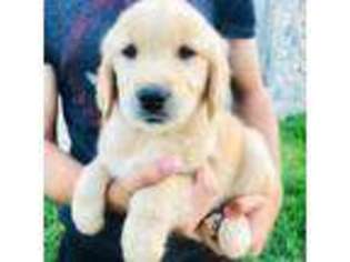 Golden Retriever Puppy for sale in Boise, ID, USA